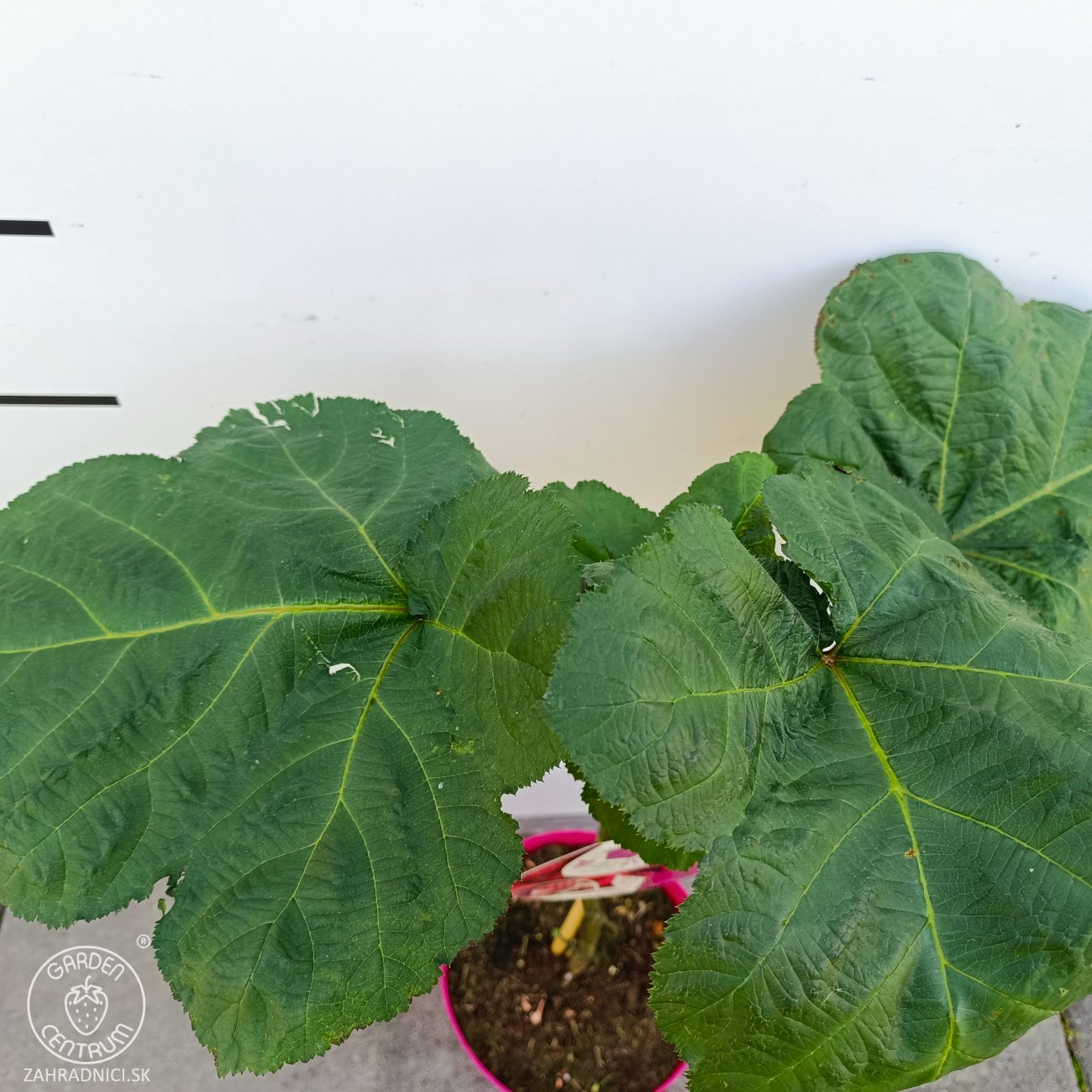 Obrázok Malina - Malinový medveď (Rubus idaeus x 'Hararasp') ´RASPBEARY´® - výška 50-70 cm, kont. C4L (-24°C) - NA KMIENKU